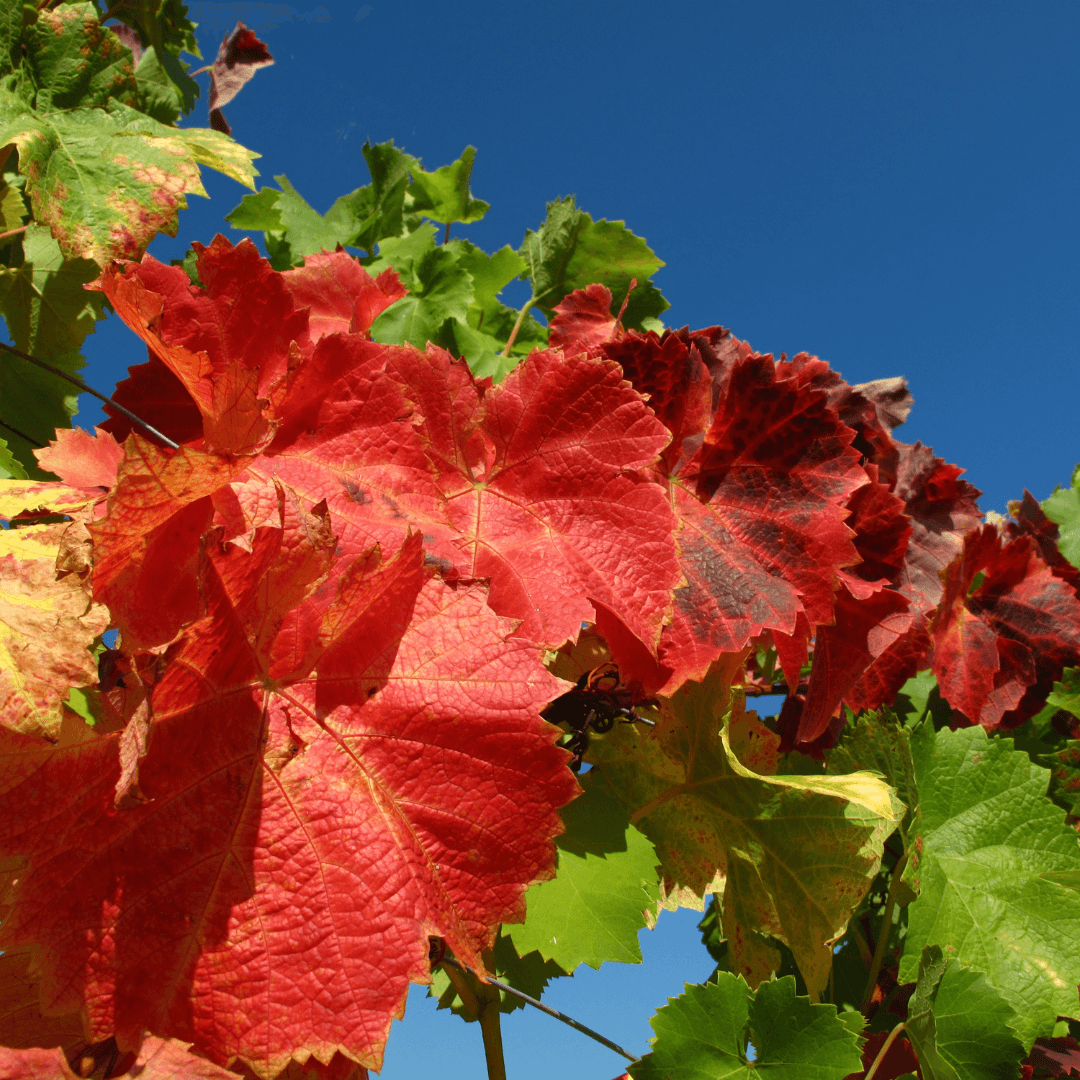 Le proprietà della Vite Rossa