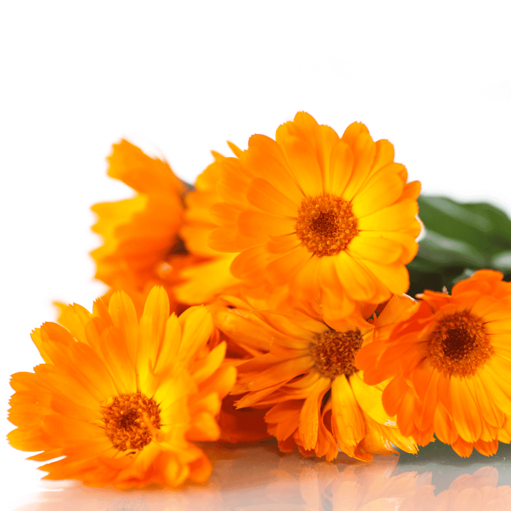 Olio di Calendula