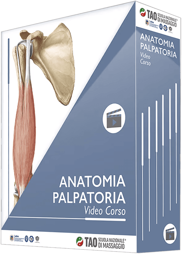 Anatomia Palpatoria