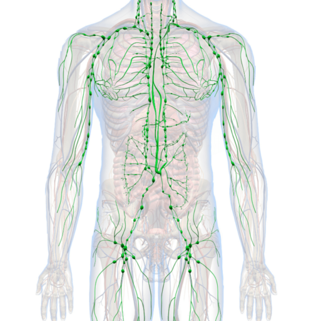 Struttura e Funzioni del Sistema Linfatico